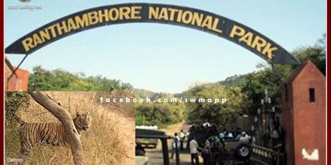 Two tigers will shift from Ranthambore National Park to Sariska and Mukundra Sanctuary