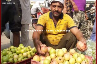 Information of daily arrival price of guavas in sawai madhopur