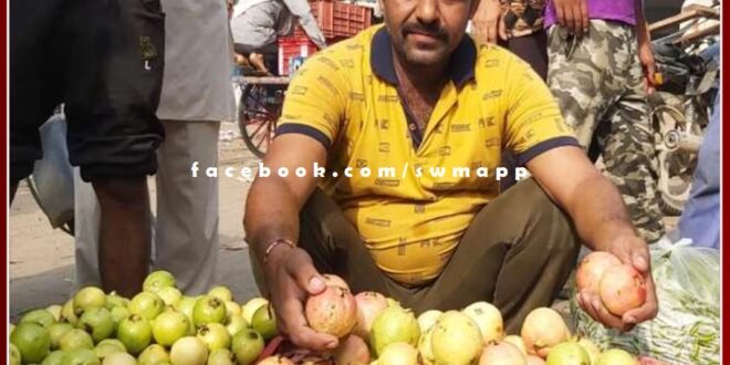 Information of daily arrival price of guavas in sawai madhopur