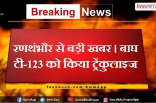 Tiger T-123 was tranquilized in ranthanbore national park