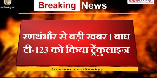 Tiger T-123 was tranquilized in ranthanbore national park