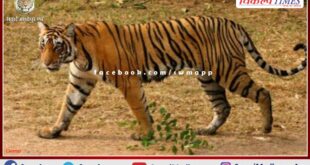 Tiger T-136 from Ranthambore Tiger Reserve reached Dholpur again from Madhya Pradesh