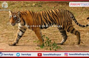 Tiger T-136 from Ranthambore Tiger Reserve reached Dholpur again from Madhya Pradesh