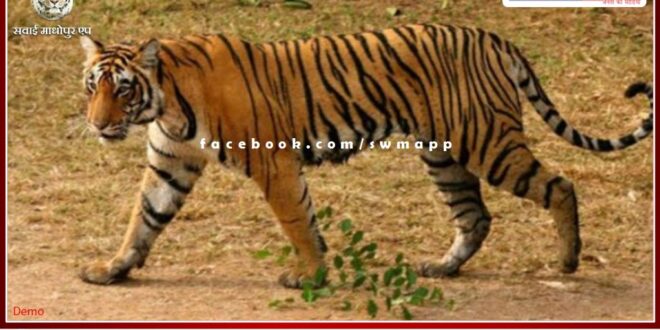 Tiger T-136 from Ranthambore Tiger Reserve reached Dholpur again from Madhya Pradesh