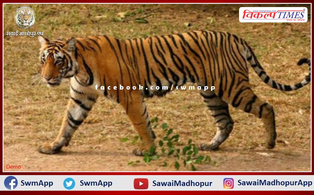 Tiger T-136 from Ranthambore Tiger Reserve reached Dholpur again from Madhya Pradesh