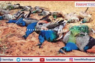 9 national bird peacocks found dead in Sawaiganj village