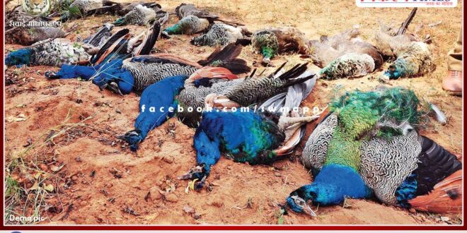 9 national bird peacocks found dead in Sawaiganj village