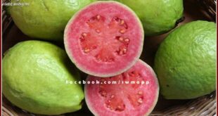 Information of daily arrival price of guavas in sawai madhopur