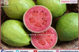 Information of daily arrival price of guavas in sawai madhopur
