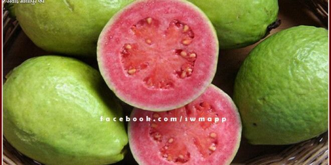 Information of daily arrival price of guavas in sawai madhopur
