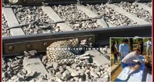 Panther cub dies after being hit by train in Chauth ka Barwara sawai madhopur