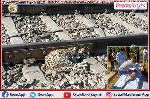 Panther cub dies after being hit by train in Chauth ka Barwara sawai madhopur