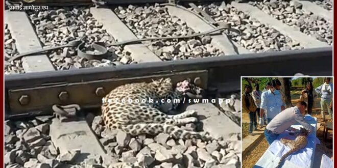 Panther cub dies after being hit by train in Chauth ka Barwara sawai madhopur