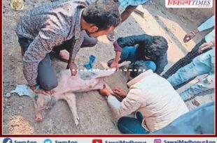 Pigs dying of unknown disease In sawai madhopur