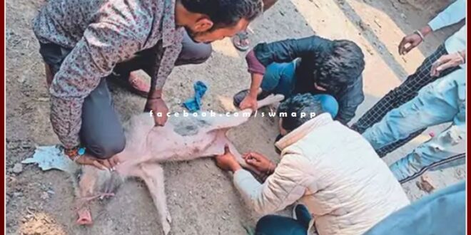 Pigs dying of unknown disease In sawai madhopur