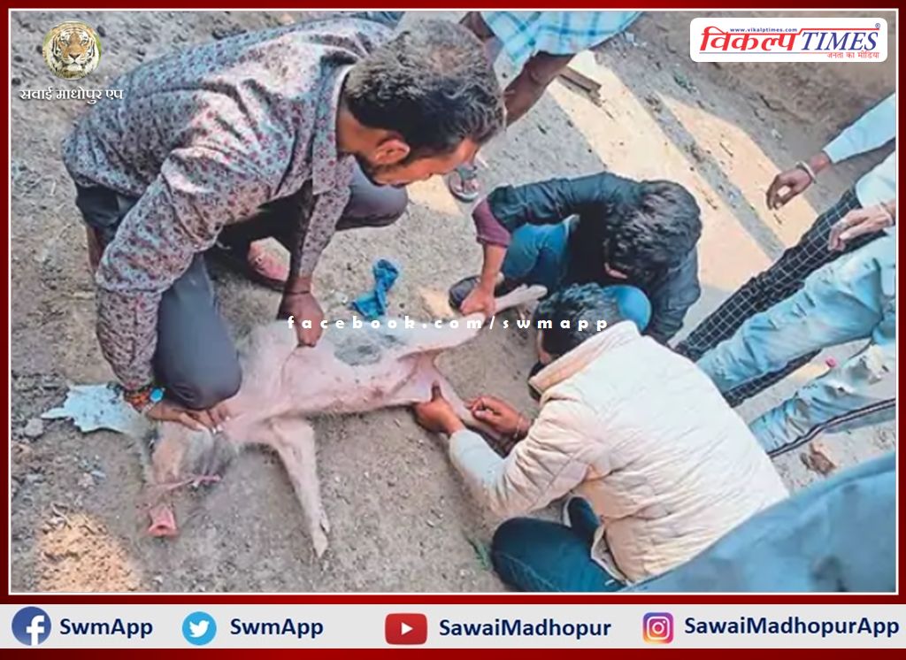 Pigs dying of unknown disease In sawai madhopur