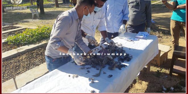 Postmortem of 8 female and 1 male National Birds peacock