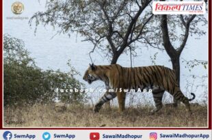 Tiger T-129 captured the territory of tiger T-110 In Ranthambore National Park