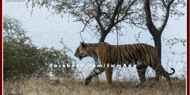 Tiger T-129 captured the territory of tiger T-110 In Ranthambore National Park