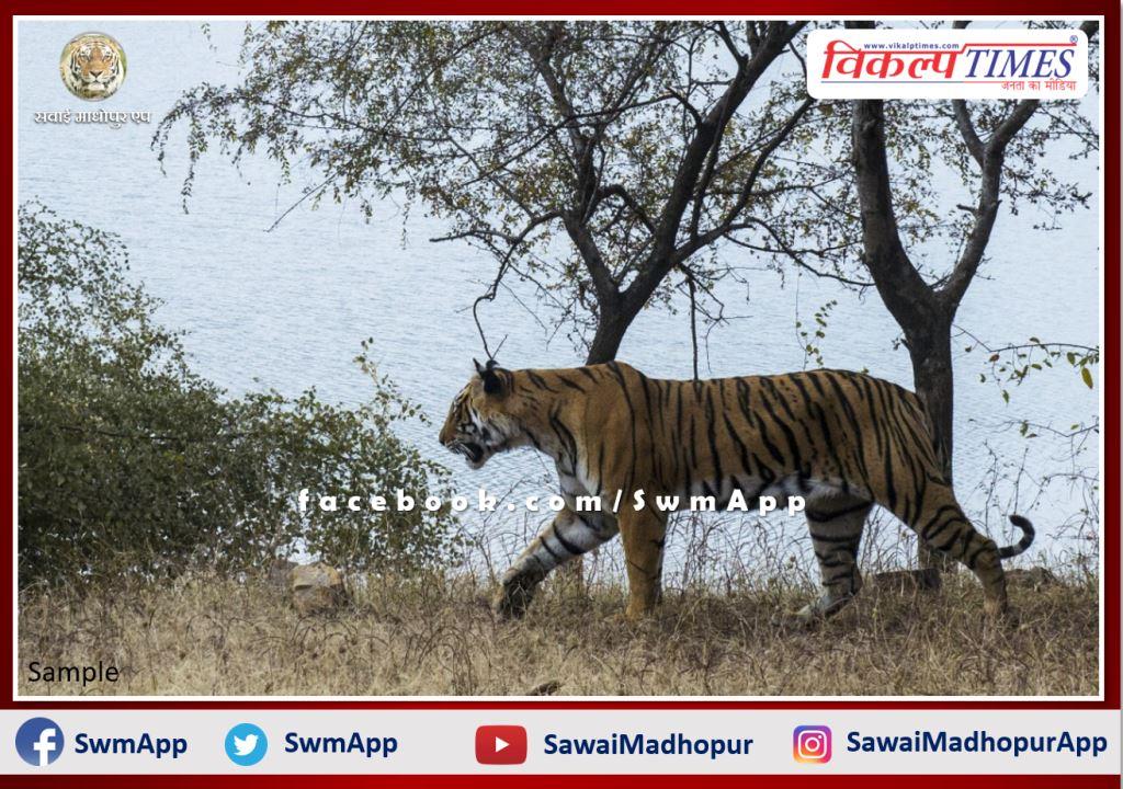 Tiger T-129 captured the territory of tiger T-110 In Ranthambore National Park