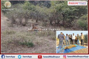 Tiger T-57 tranquilized and released in the forest after treatment