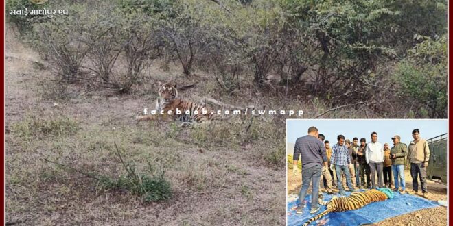 Tiger T-57 tranquilized and released in the forest after treatment