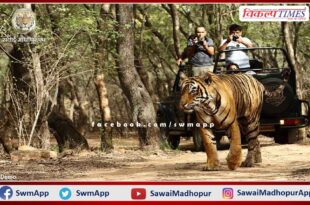 Tiger safari in Ranthambore becomes expensive from today