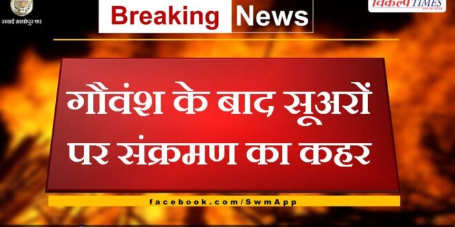 After cattle, the havoc of infection on pigs in bonli