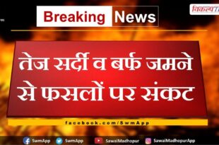 Crisis on crops due to severe cold and snow in bonli