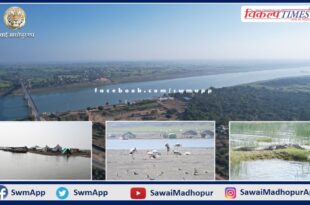 Home of Gharials National Chambal Sanctuary Palighat in khandar