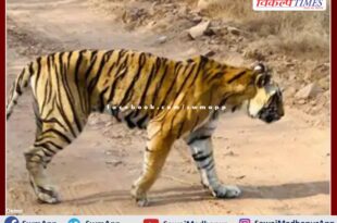 Ranthambore's tigress T-19 Krishna appeared in a weak condition in ranthambore national park