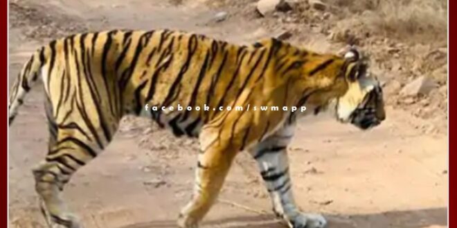 Ranthambore's tigress T-19 Krishna appeared in a weak condition in ranthambore national park
