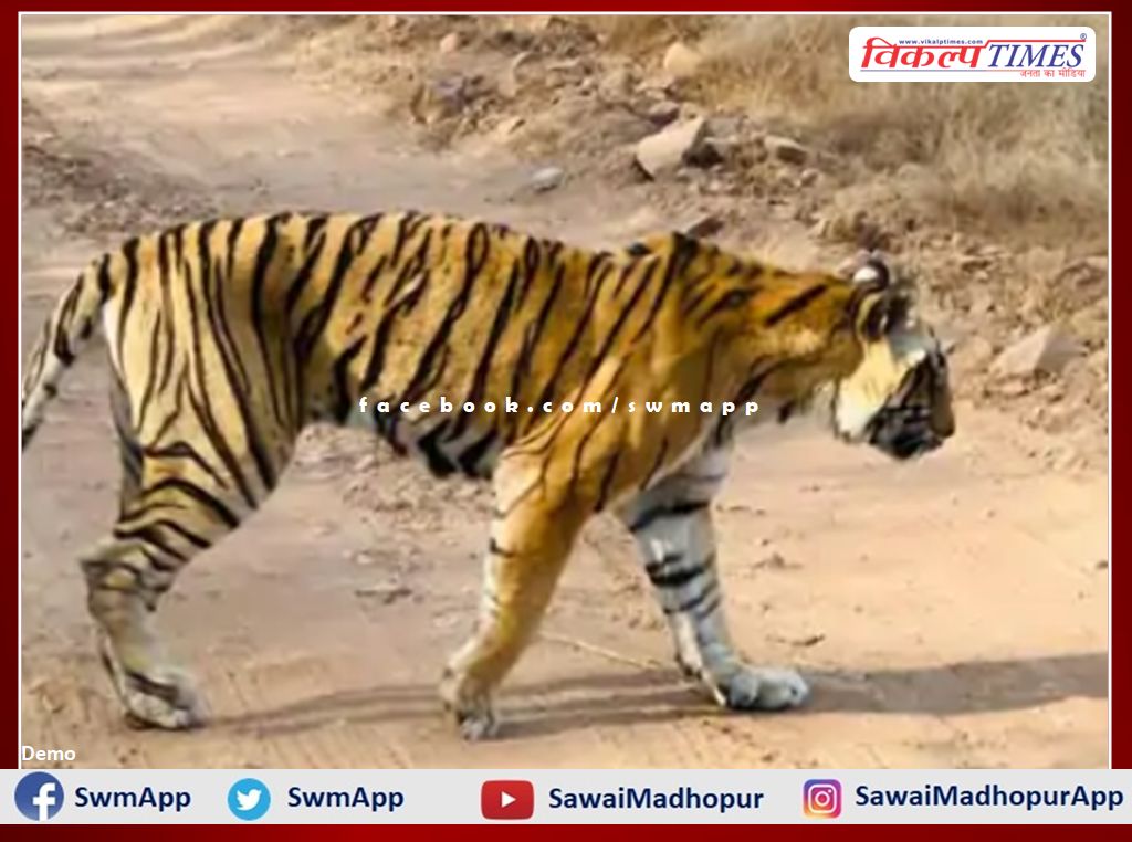 Ranthambore's tigress T-19 Krishna appeared in a weak condition in ranthambore national park