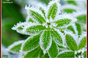 Sawai Madhopur News Protect crops and gardens from frost in winter