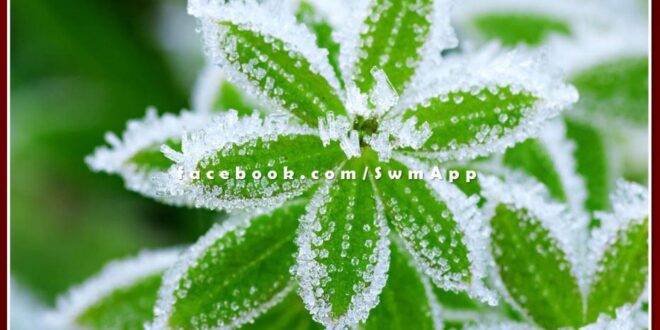 Sawai Madhopur News Protect crops and gardens from frost in winter