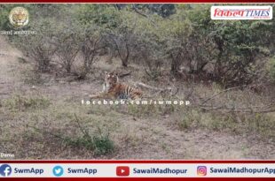 The condition of Ranthambore's tiger T-57 is critical - Dr. CP Meena