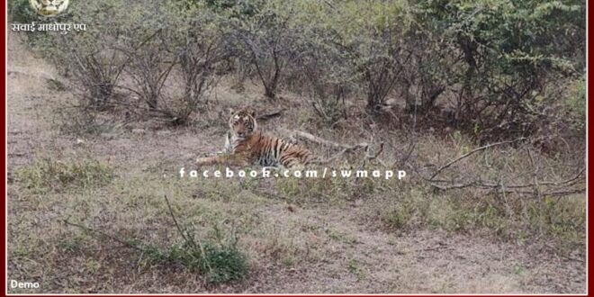 The condition of Ranthambore's tiger T-57 is critical - Dr. CP Meena