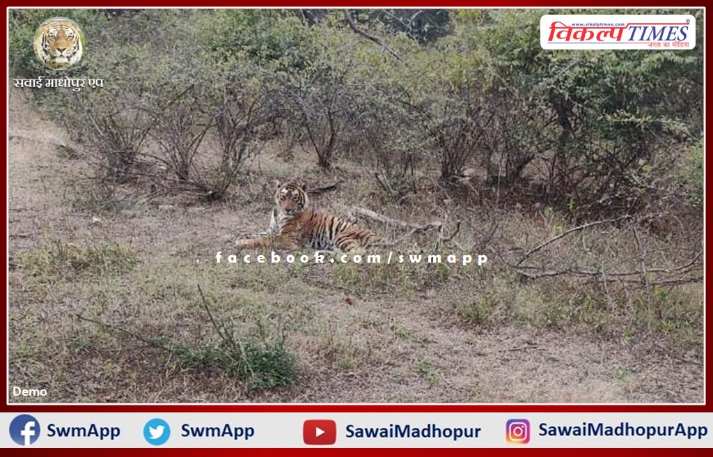 The condition of Ranthambore's tiger T-57 is critical - Dr. CP Meena