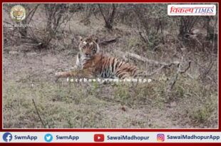 Tiger T-57 death in ranthambore national park