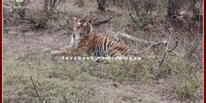 Tiger T-57 death in ranthambore national park