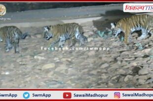 Tigress T-114 gave birth to 3 cubs In ranthambore national park