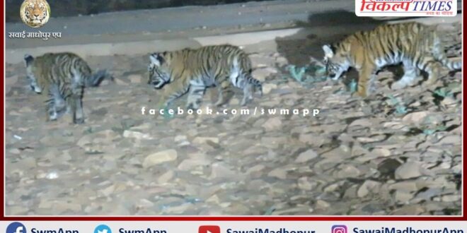 Tigress T-114 gave birth to 3 cubs In ranthambore national park