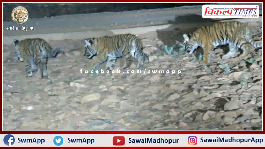 Tigress T-114 gave birth to 3 cubs In ranthambore national park