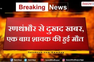 tiger cub death in ranthambore national park