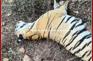 tigress T-114 dead body found in ranthambore national park