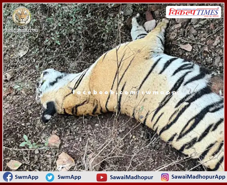 tigress T-114 dead body found in ranthambore national park