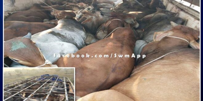 Batoda police station action against cow smugglers. Matador full of cows seized in sawai madhopur