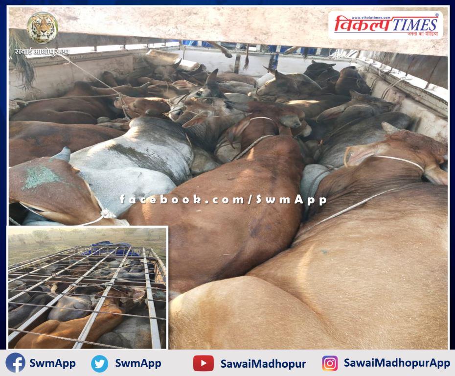 Batoda police station action against cow smugglers. Matador full of cows seized in sawai madhopur