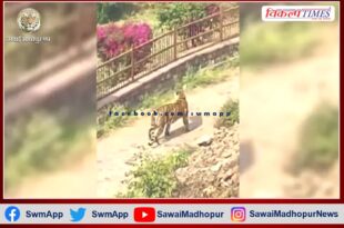 Continuous movement of Tigress Arrowhead in Hammir Park since February 22