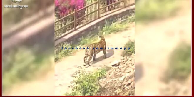 Continuous movement of Tigress Arrowhead in Hammir Park since February 22